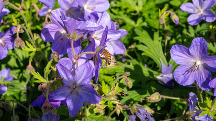 A close-up of a honeybee (Apis mellifera) collecting nectar from a purple geranium flower in summer. 