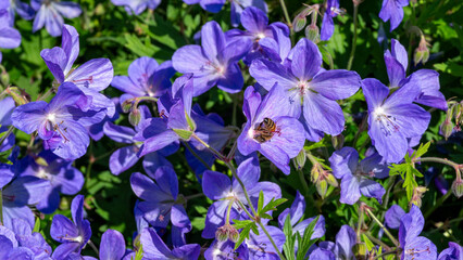 A honeybee (Apis mellifera) clings in an unusual upside-down position while feeding on nectar from a purple Geranium flower.
