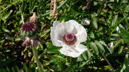 White poppy flower in full bloom with a purple center, surrounded by green foliage in sunlight.