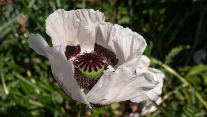 Close-up of a white poppy flower with delicate petals and a purple seed capsule in the center, photographed in sunlight.