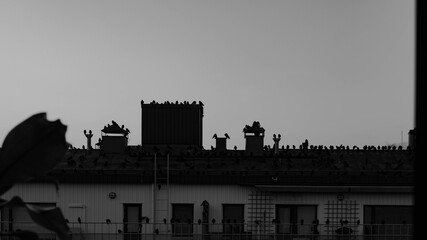 Black and white photo of jackdaws sitting on a rooftop, forming a dark silhouette against the sky.