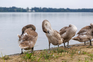 Young gray swans on a tranquil lakeside shore.
