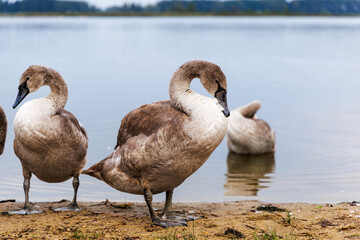 Young swans on the peaceful shore of a lake.