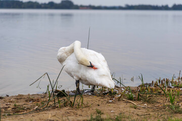 A young swan in a natural lakeside environment.