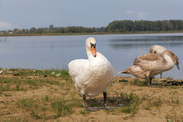  A majestic white swan on a peaceful lakeside shore.