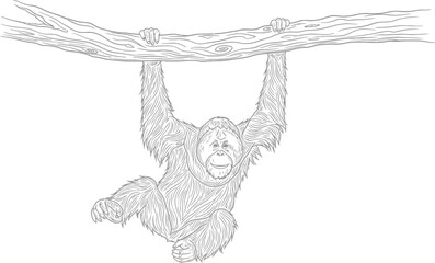 Fototapeta premium Orangutan Hanging from Branch, Line Art, Primate in the Jungle