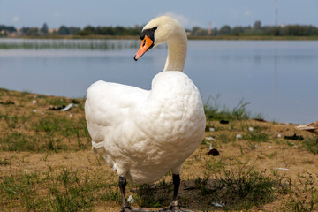 An elegant white swan standing on the lakeside shore.