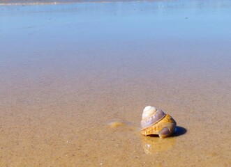 Empty sea snail shell at low tide on the beach by the Atlantic Ocean © JorGillwald