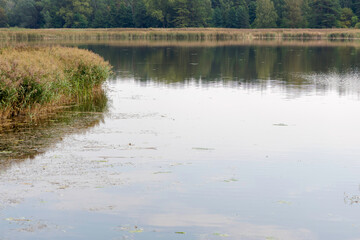 Reeds on a Still Lake