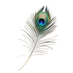 A peacock feather intricate patterns and hues of blue and green. isolated on a white background. ideal for nature-themed projects. artistic designs. or decorative purposes