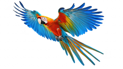 A macaw parrot in mid-flight. its stunning feathers against a white background. capturing the essence of wildlife and nature photography for educational and artistic use