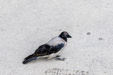  A Solitary Crow