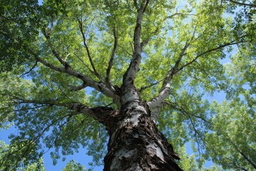 Fototapeta premium Majestic Eastern Cottonwood Towering Above: A Lush Green Forest Framed by a Vibrant Blue Sky