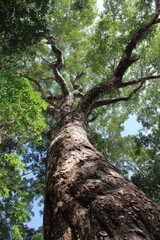 Fototapeta premium Copaiba: A Majestic Tree of the Atlantic Forest and Cerrado, Showcasing Nature's Beauty with Lush Green Leaves Under an Expansive Sky