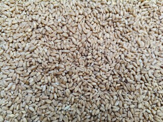 Close up shot of pile of wheat seed.