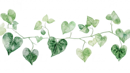 A delicate arrangement of green ivy leaves gracefully intertwining. various shades of green against a clean white background. ideal for nature-themed designs or botanical illustrations