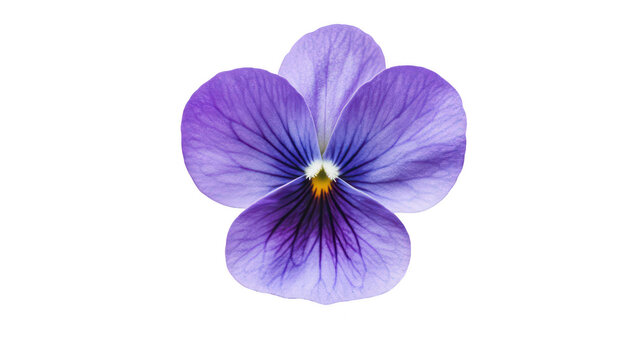 A close-up view of a purple flower with delicate petals and intricate veining. set against a clean white background. ideal for botanical studies or floral design inspiration - Powered by Adobe