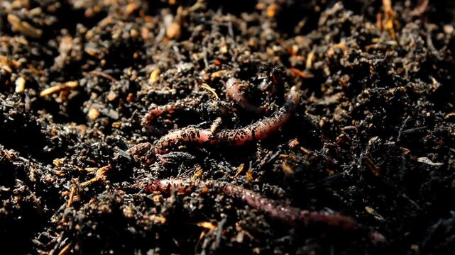 Earthworm ( Eisenia foetida ) crawling on wet soil
