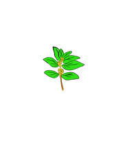 patikan leaves