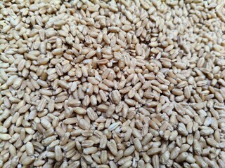 Close up shot of pile of wheat seed.