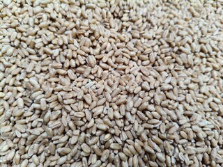 Close up shot of pile of wheat seed.