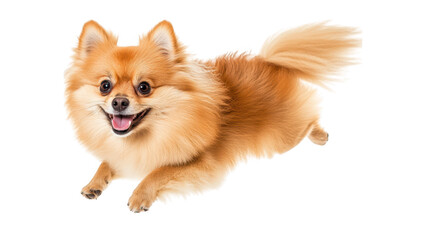 A playful Pomeranian dog with a fluffy coat joyfully leaping in a bright. white background. its energetic personality and charm. ideal for pet-related content and marketing