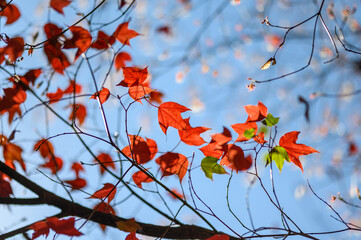 red autumn maple leaves glowing under sunlight with soft bokeh of branches and sky in background, capturing the beauty and color of fall season