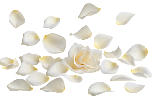 White rose petals scattered elegantly on black background symbolize purity love tranquility