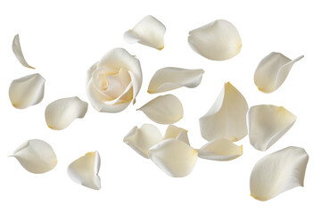 Delicate white rose petals gracefully floating isolated on black background for romantic ambiance