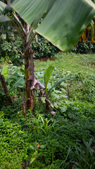 Banana Tree in the Forest with Lush Greenery