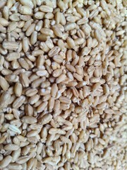 Close up shot of pile of wheat seed.