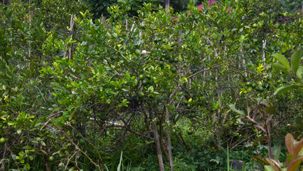 Lime Tree with Fresh Green Fruits