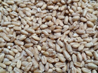 Close up shot of pile of wheat seed.