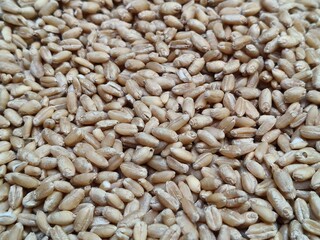Close up shot of pile of wheat seed.