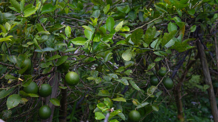 Lime Tree with Fresh Green Fruits
