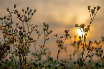 dry grass in the sunrise
