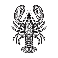 Detailed Black and White Drawing of Lobster black on white line art.
