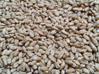 Close up shot of pile of wheat seed.