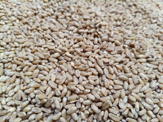 Close up shot of pile of wheat seed.
