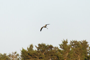 Solitary Spur-wingeδ Lapwing  flying in an Open Field with Sparse Grass Under Sunlight