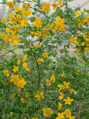 Es handelt sich um einen gelb blühenden Strauch des Japanischen Goldröschens (Kerria japonica).