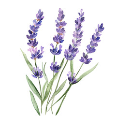 Fototapeta premium A beautiful watercolor illustration of lavender flowers in full bloom. their purple hues and delicate green leaves against a clean white background. perfect for botanical decor