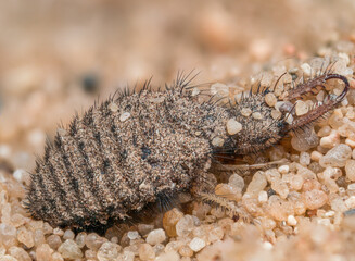 Nahaufnahme eines Ameisenl&ouml;wen (Myrmeleontidae) auf sandigem Untergrund. Als Ameisenl&ouml;wen werden die Larven der Ameisenjungfern bezeichnet.