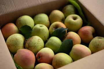 Freshly harvested apples packed in a box with green leaves for delivery to local markets