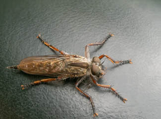 Detailreiche Nahaufnahme  von einer Raubfliege (Asilidae) die eine geflügelte Ameisenkönigin...