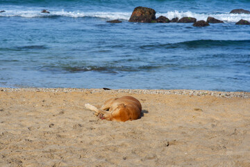 Brown dog sleeping peacefully in the shore of Mirissa Beach Sri Lanka