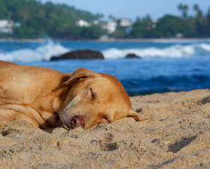 Brown dog sleeping peacefully in the shore of Mirissa Beach Sri Lanka