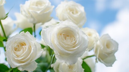 bouquet. Dreamy white rose bouquet softly focused against a blue sky, evoking serenity and natural beauty. gardening catalogs, home-decor guides, designed for home decor and floral branding.
