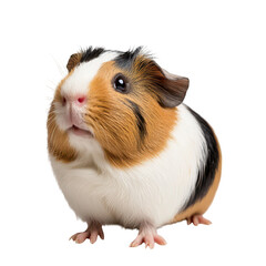 A close-up view of a cute. fluffy guinea pig with a tricolor coat. looking curiously at the camera against a clean white background. ideal for pet care articles or animal photography collections