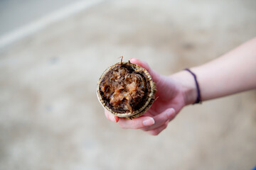Close-up of a cracked open wood apple.